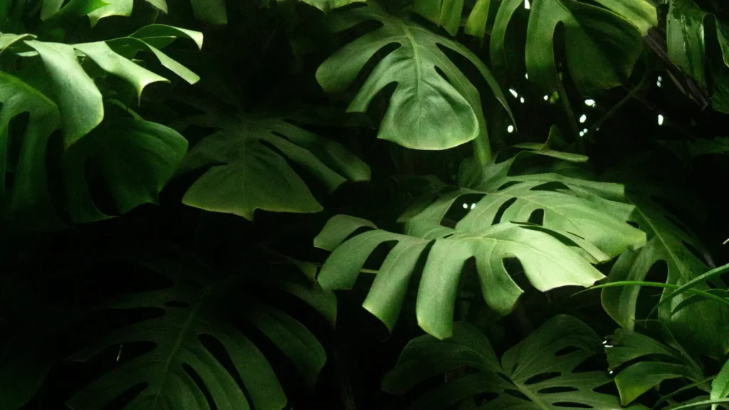 Holistic wellness environment with calming natural materials and quiet light